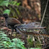 Superb Lyrebird