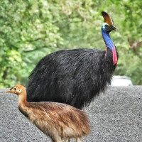 Southern Cassowary