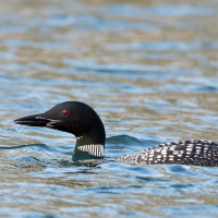 Common Loon