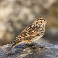 Lapland Longspur