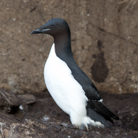 Thick-billed Murre