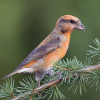 Red Crossbill