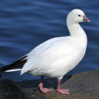 Ross's Goose