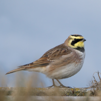 Horned Lark