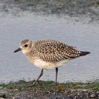 Black-bellied Plover