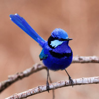 Splendid Fairywren