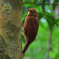 Ruddy Treerunner