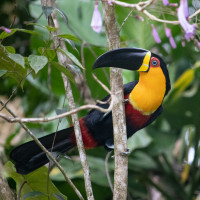 Channel-billed Toucan