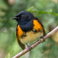 American Redstart