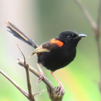 Red-backed Fairywren