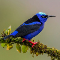 Red-legged Honeycreeper