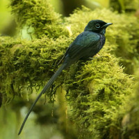 Sao Tome Paradise-Flycatcher