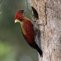 Banded Woodpecker