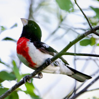 Rose-breasted Grosbeak