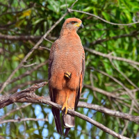 Savanna Hawk