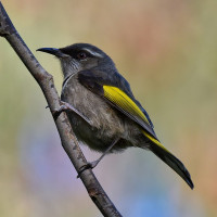 Crescent Honeyeater