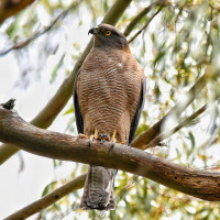 Collared Sparrowhawk