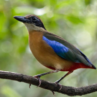 Mangrove Pitta