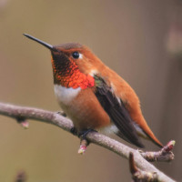 Rufous Hummingbird