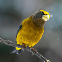 Evening Grosbeak