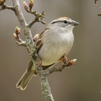 Chipping Sparrow