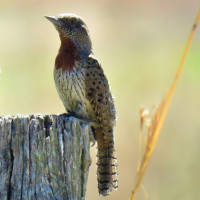 Rufous-necked Wryneck