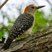 Golden-fronted Woodpecker