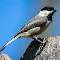 Carolina Chickadee