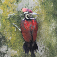 Red-backed Flameback