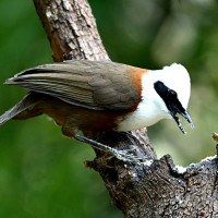 White-crested Laughingthrush