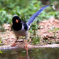 Red-billed Blue-Magpie