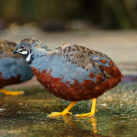 Blue-breasted Quail