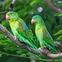 Orange-chinned Parakeet