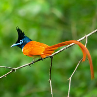 Indian Paradise-Flycatcher