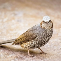 Brown-eared Bulbul