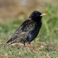 European Starling