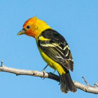 Western Tanager