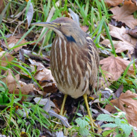 American Bittern