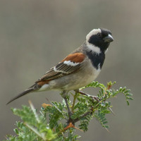 Cape Sparrow