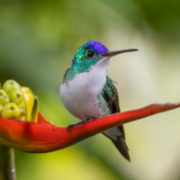 Andean Emerald