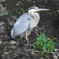 Great Blue Heron