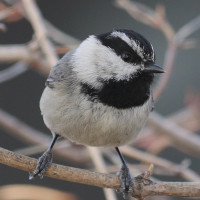 Mountain Chickadee