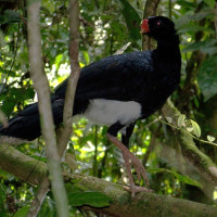 Salvin's Curassow