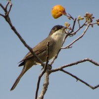 Westelijke Orpheusgrasmus