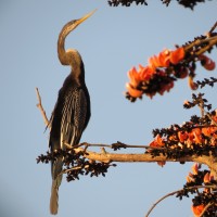 Oriental Darter