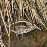 Jack Snipe