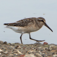 Broad-billed Sandpiper