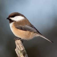 Siberian Tit