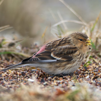 Twite