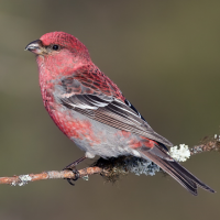 Pine Grosbeak